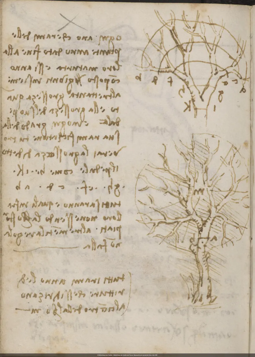 Imagen de una de las páginas de los Cuadernos de Leonardo da Vinci representando la regla de los árboles.